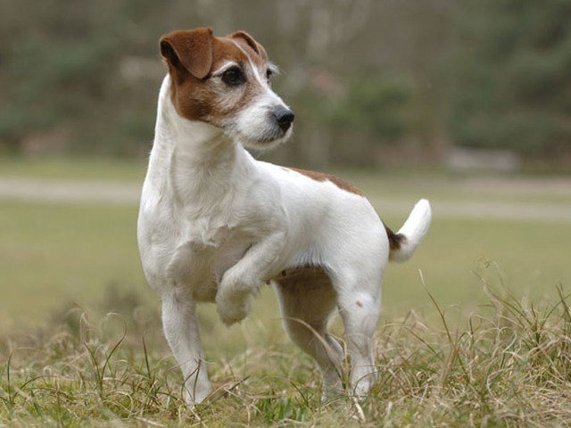 rescue jack russell